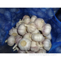 Normal White Garlic New Fresh